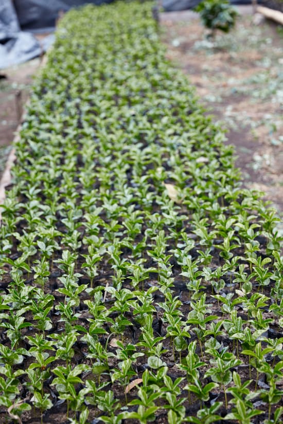 Raquel Lasso "Finca Bohemia"