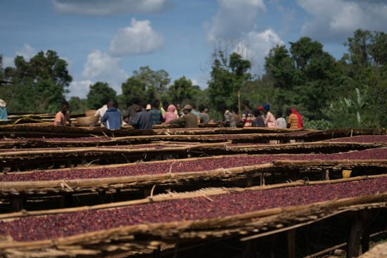Ethiopia Decaf