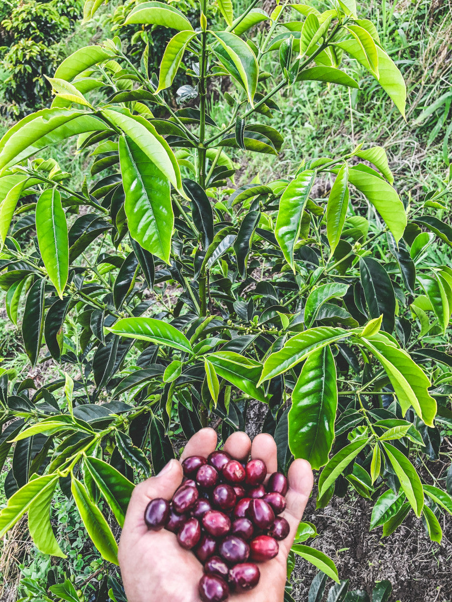 Finca La Pradera Gesha