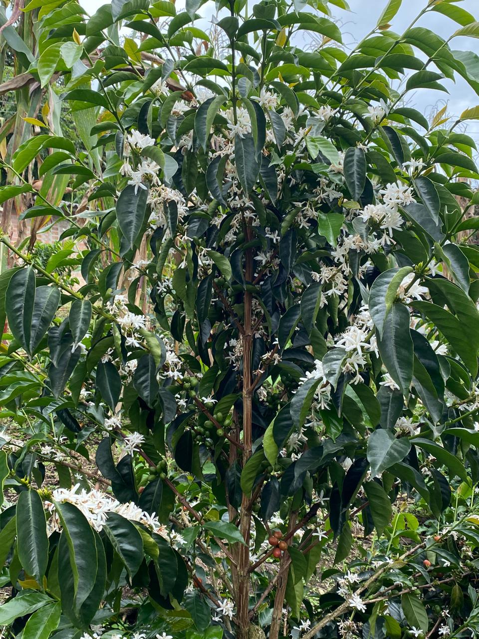 Anibal Burbano "Flor Blanca"