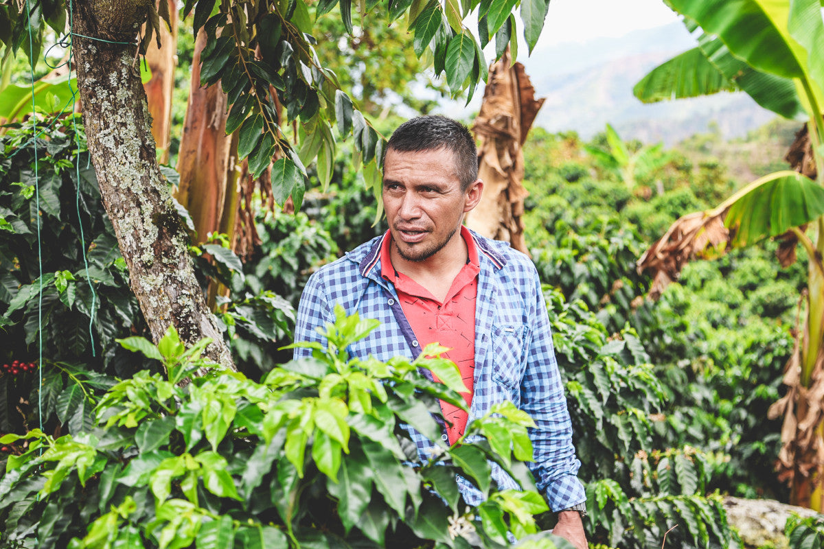 Victor Chala "Palma Rosa"