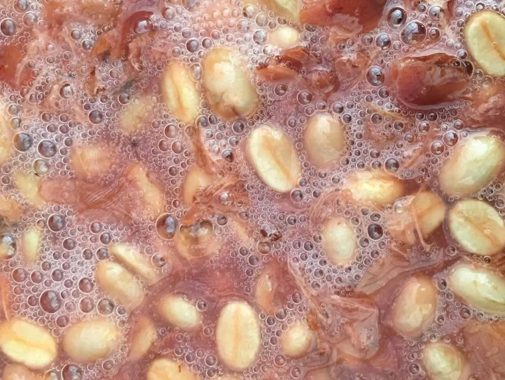 James Hoffmann Fermentation Project x Regalia