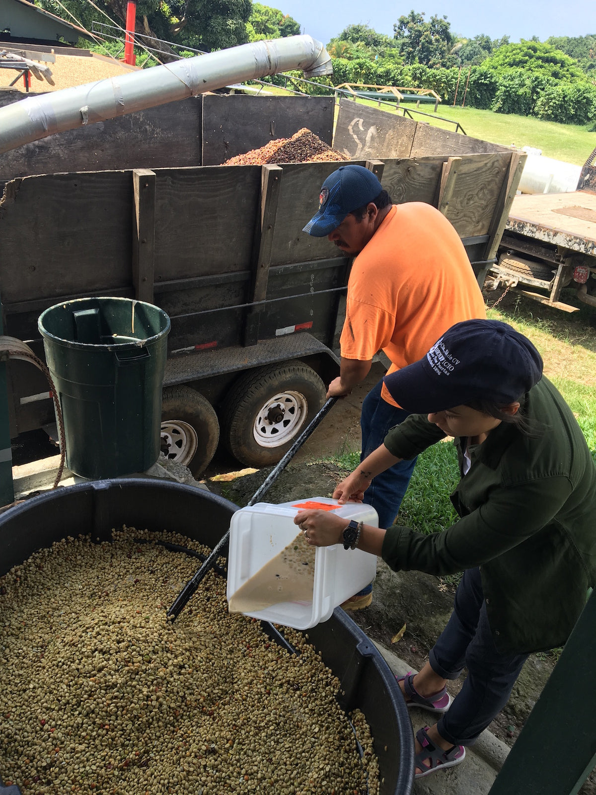 James Hoffmann Fermentation Project x Regalia