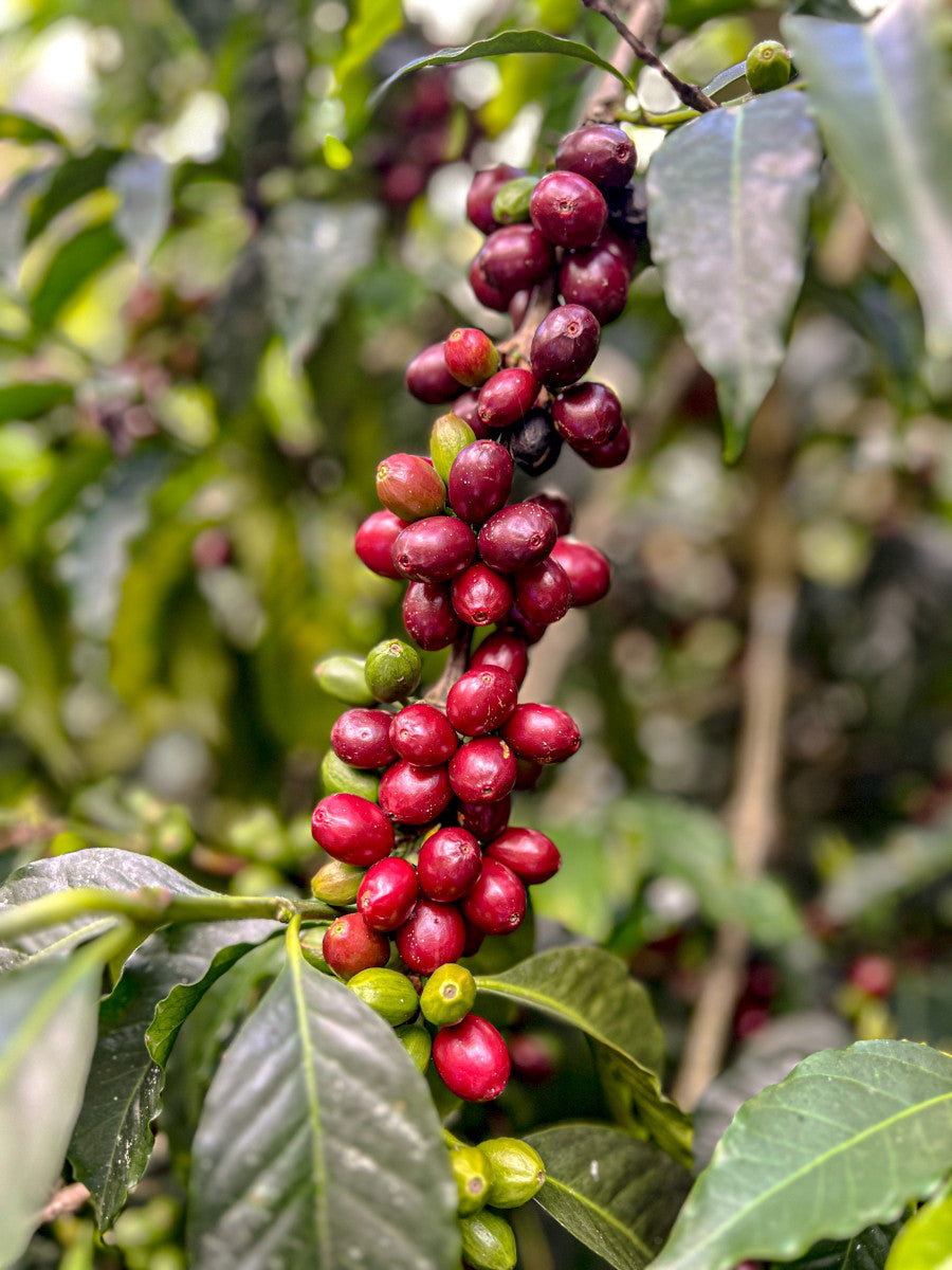 Finca Arashi