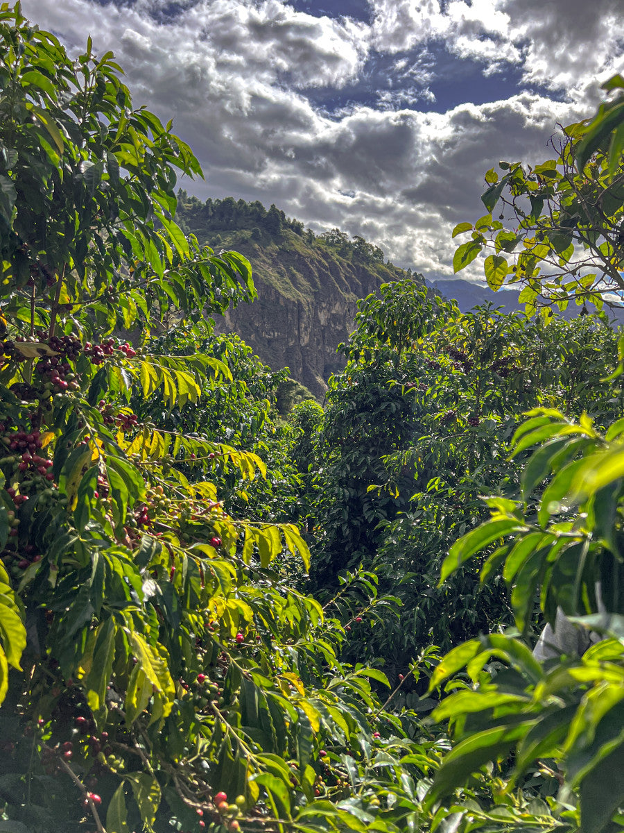 Finca Arashi