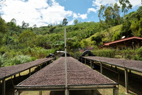 Candelilla Mill "Palmilera"