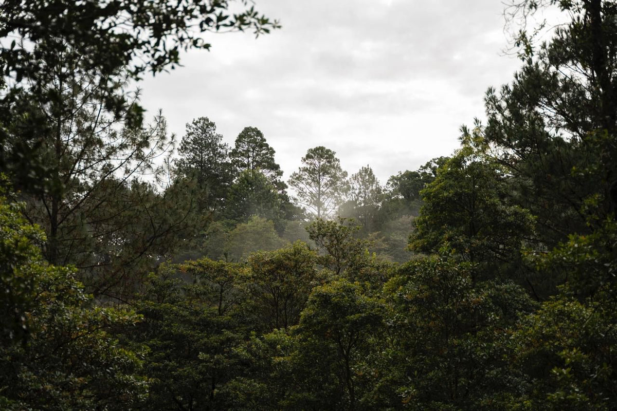 La Salvaje
