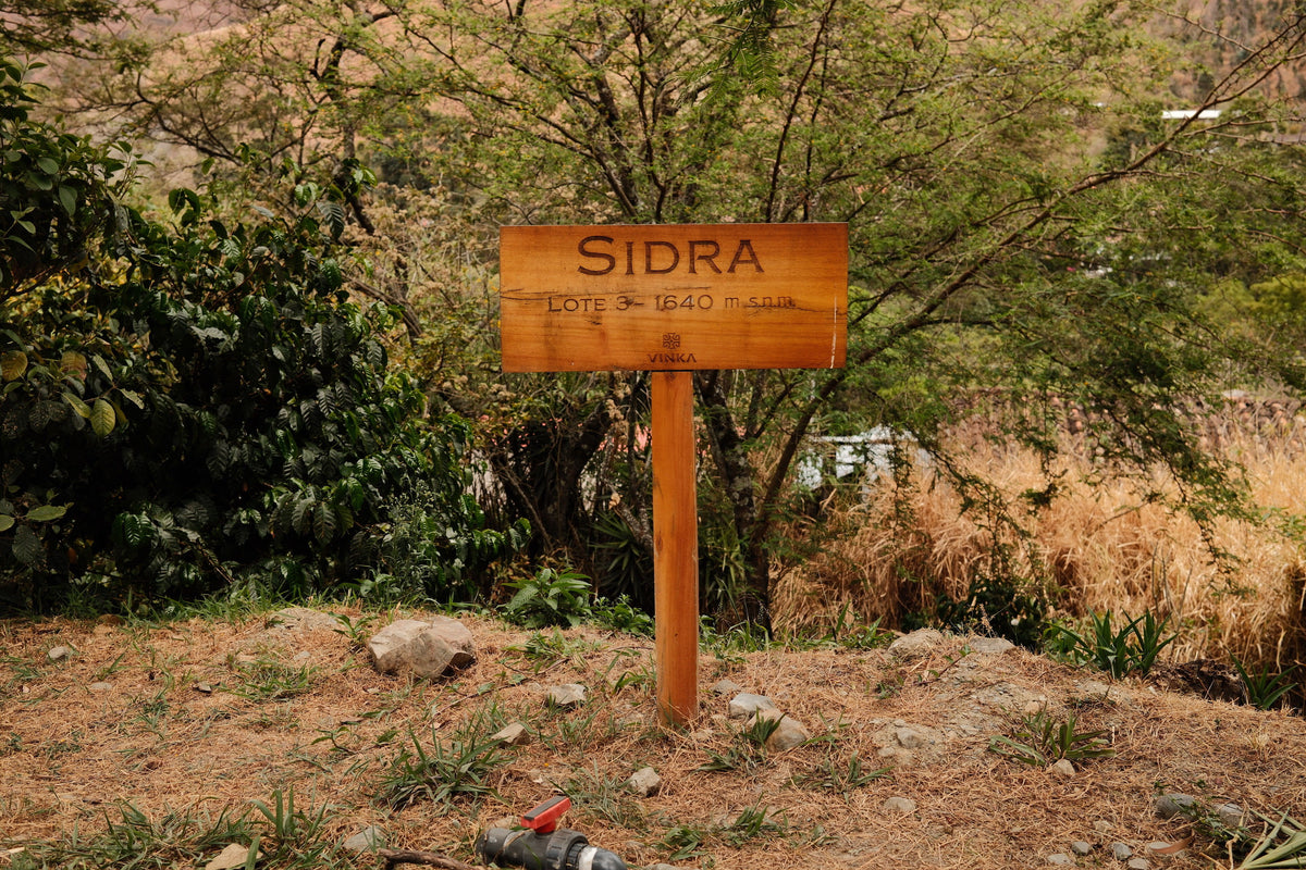 Vinka Red Honey Sidra