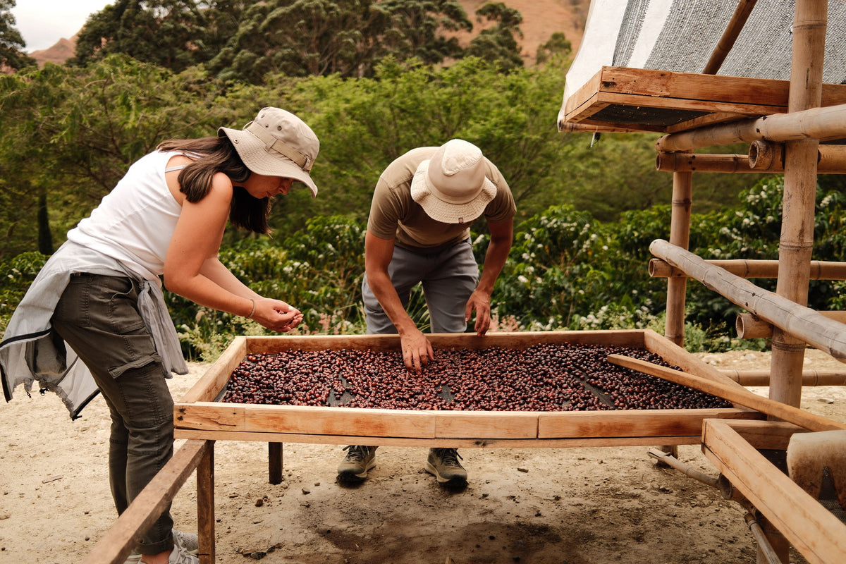 Vinka Natural Evangelina