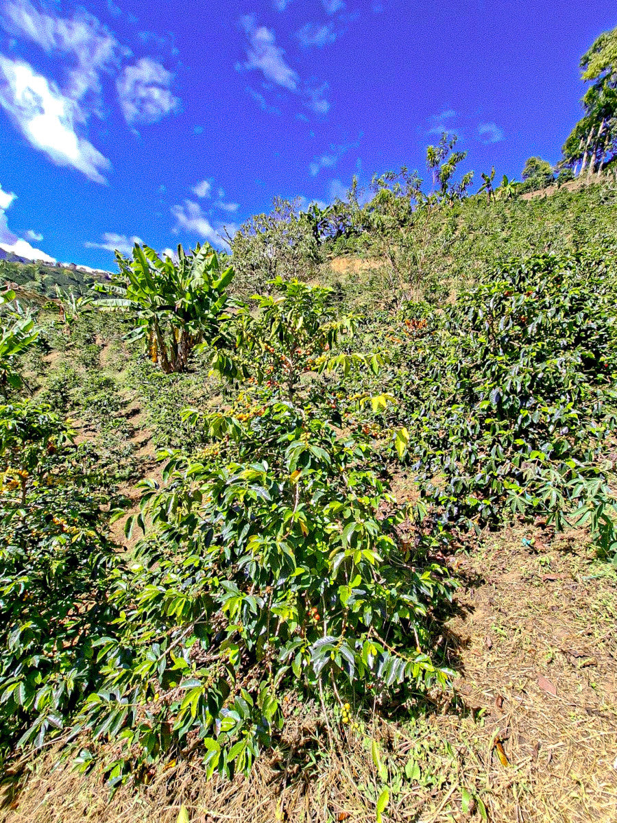 Juval Antonio Gutiérrez "El Vergel"