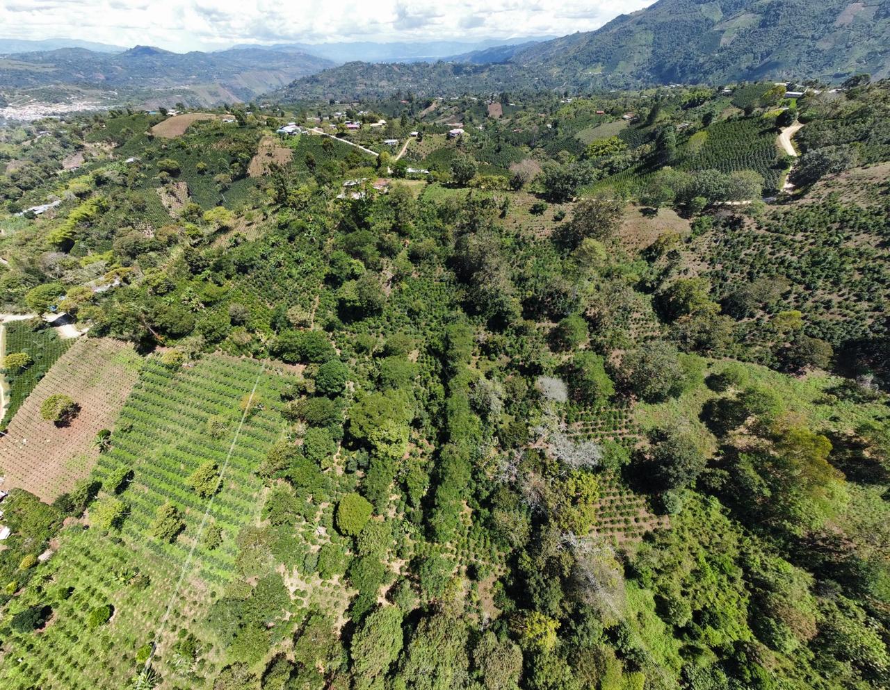 El Higeurón