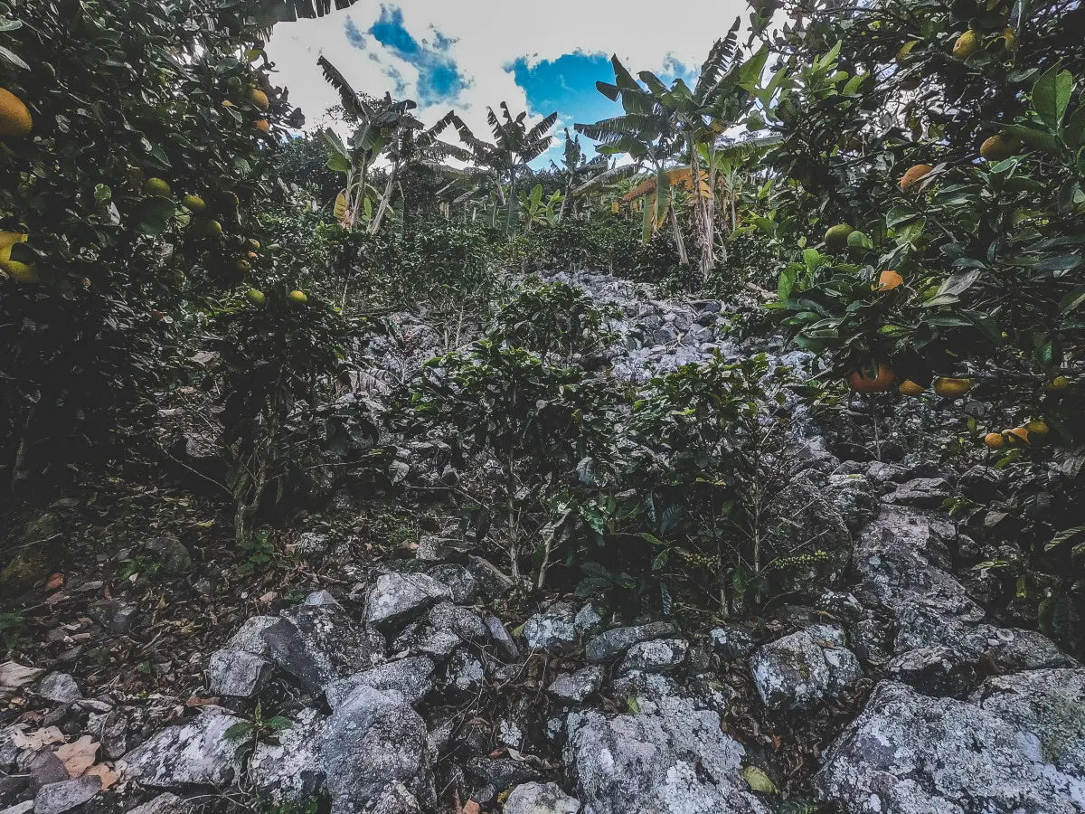 El Triunfo