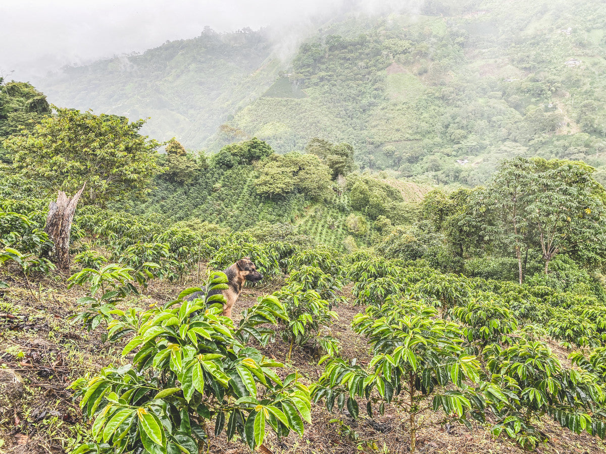 Finca Los Jazmines