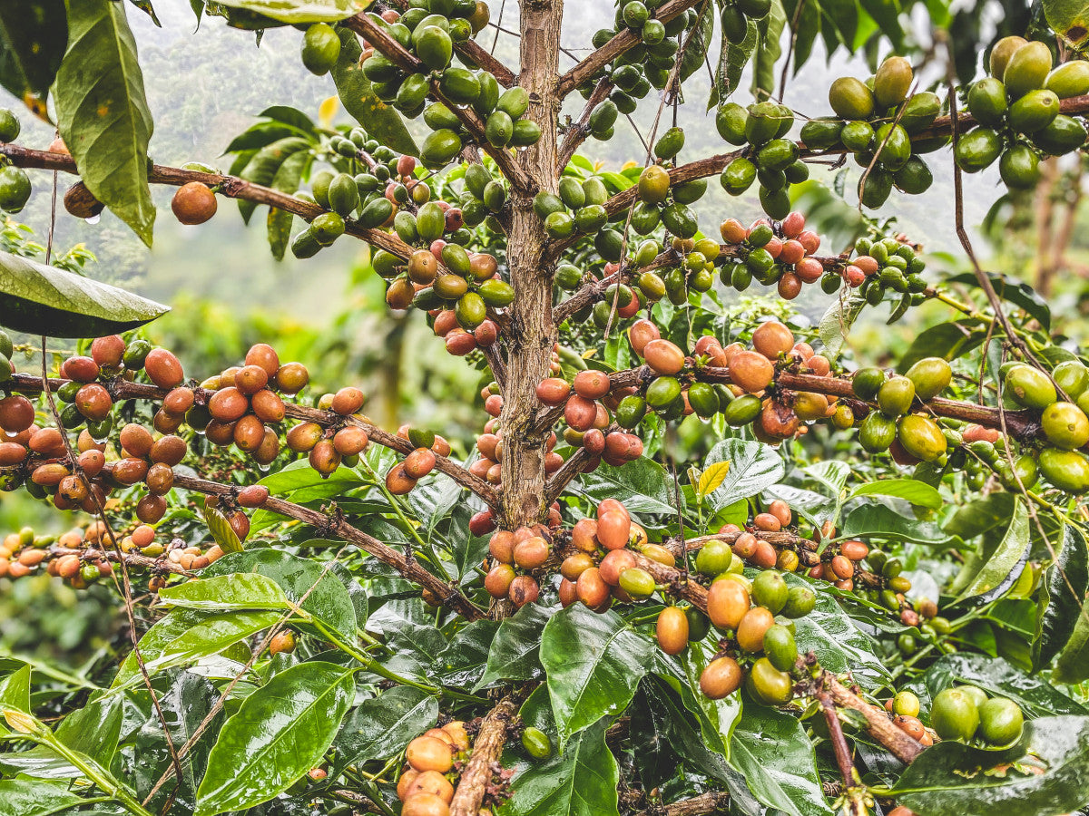 Finca Los Jazmines