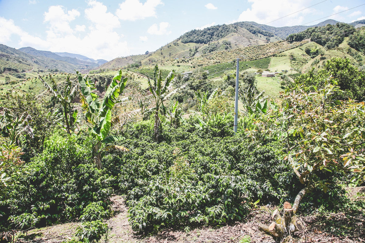 Finca La Ilusión Chiroso