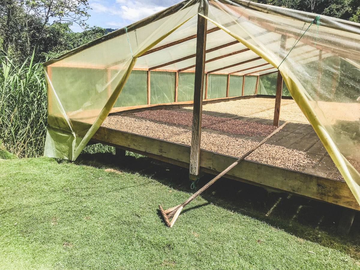 Finca La Pradera Gesha