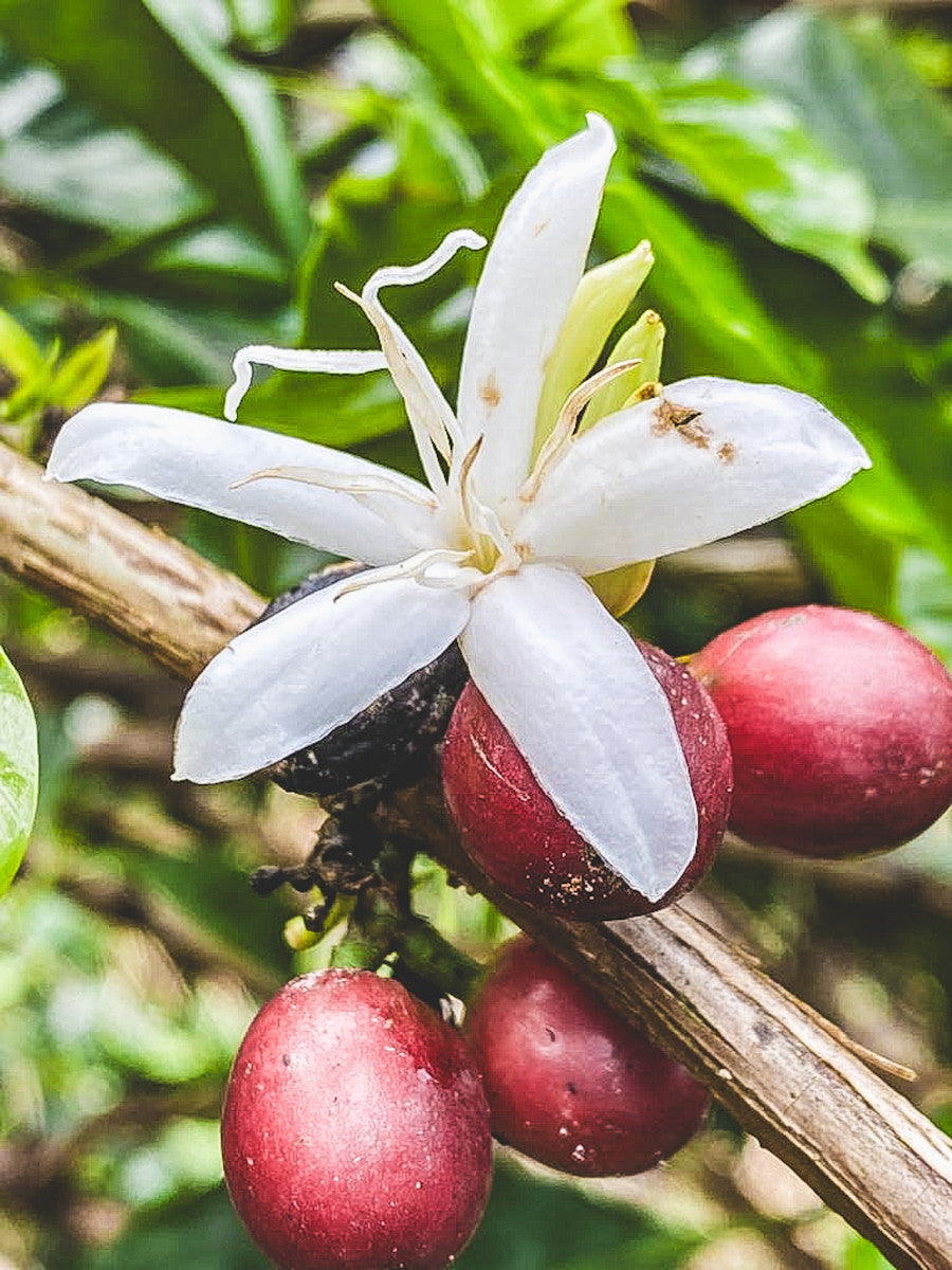 Finca La Pradera Gesha