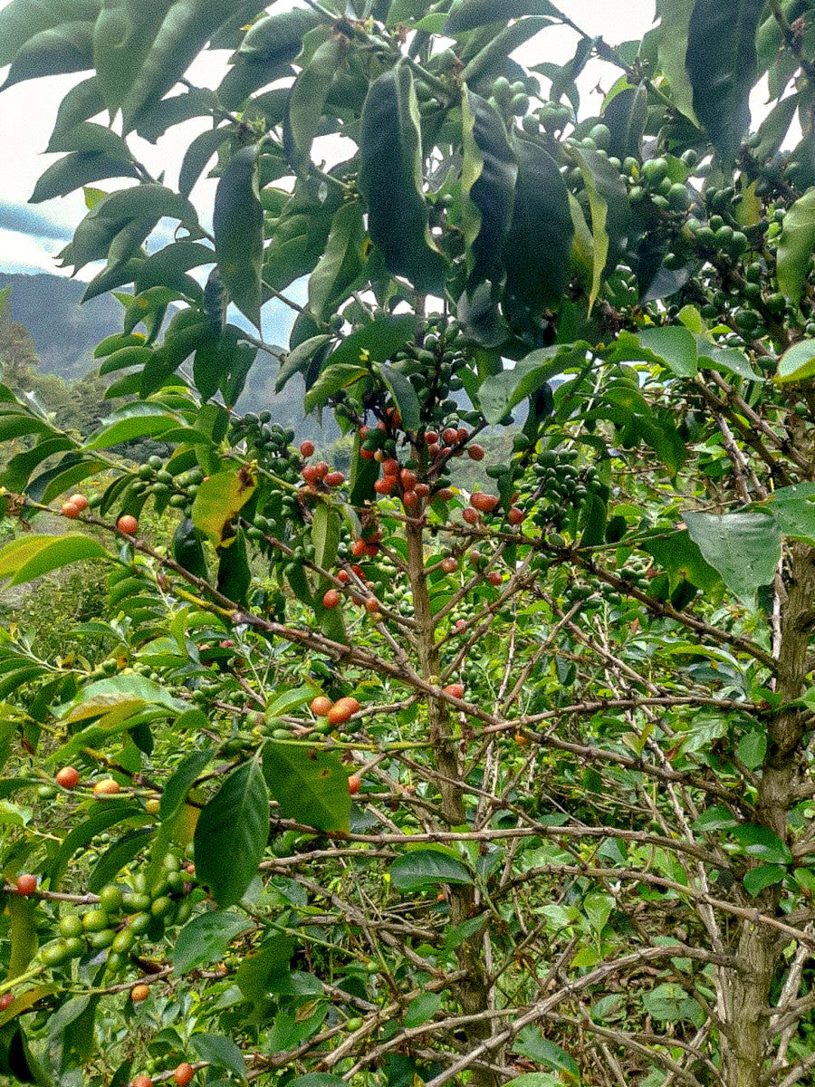 Óscar Ivan Esguerra "Lote B”