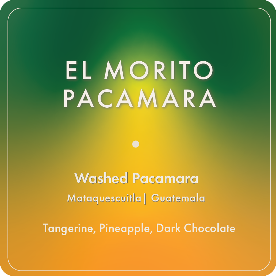 El Morito Pacamara